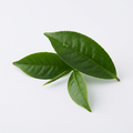 Extracto de té verde