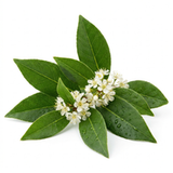 Aceite de árbol de té
